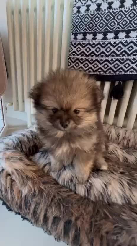 Pomeranian dogs for sale: Pomeranian Pups - Ready for new homes 💕 - Video 1