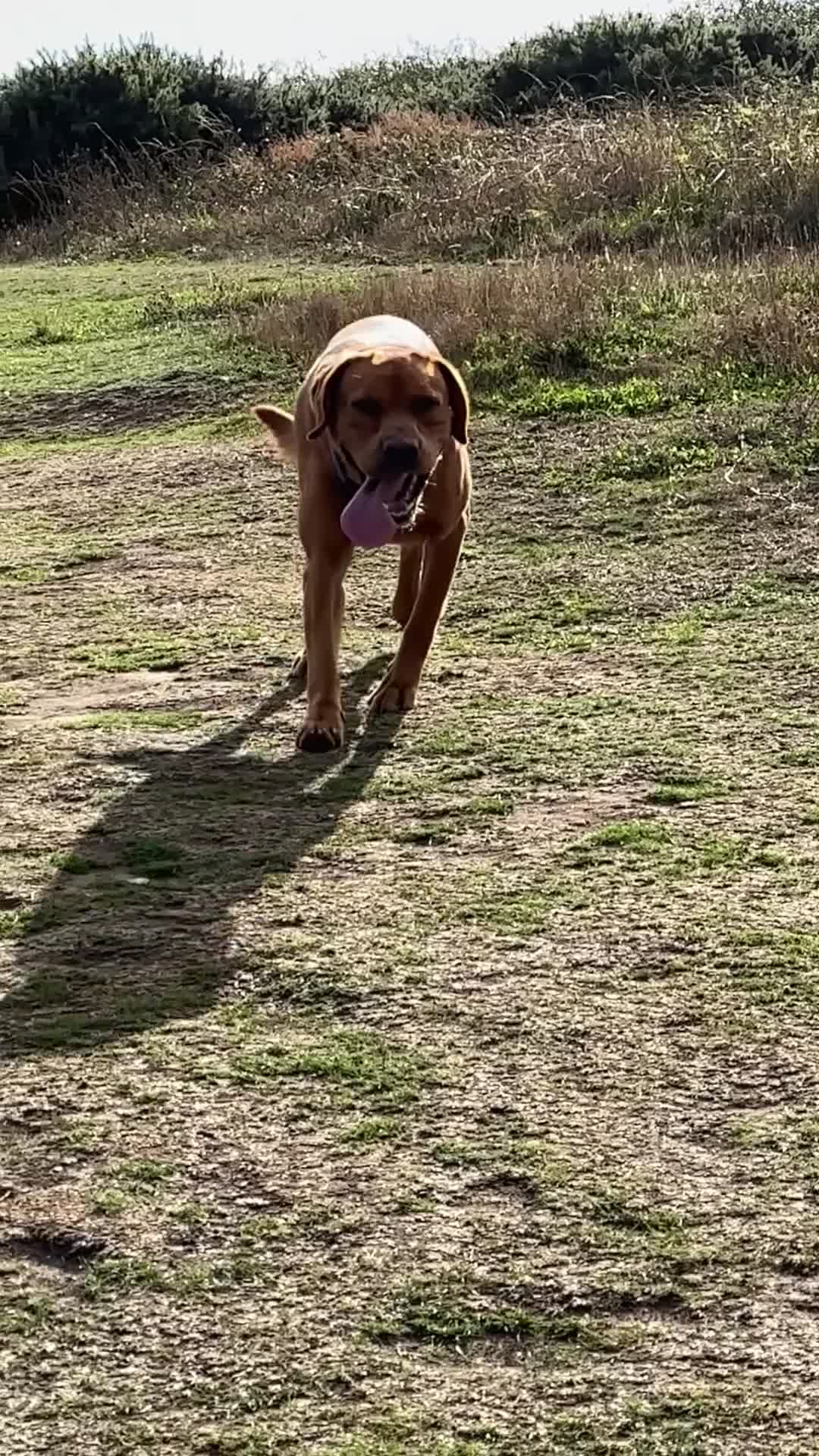Labrador Retriever dogs for stud: Handsome Fox Red Stud Labrador. KC registered - Video 2