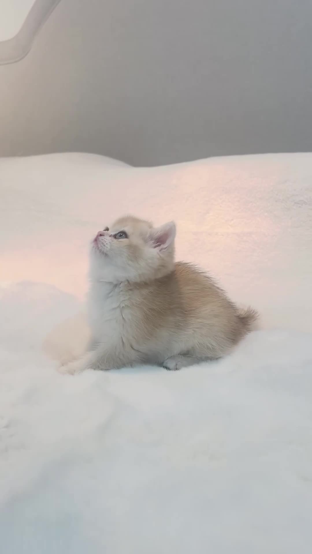 British Shorthair cats for sale: Golden NY12 British Shorthair Girl  - Video 1