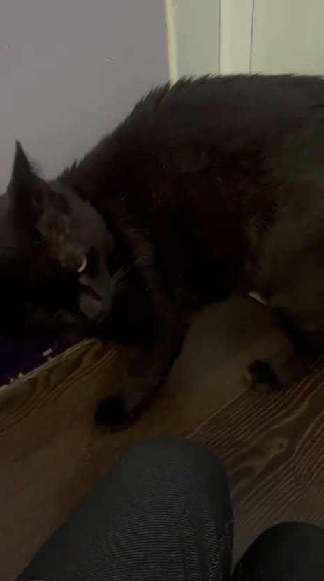 Domestic Shorthair cats for adoption: Rescue male cat needs pet free home of his own - Video 3