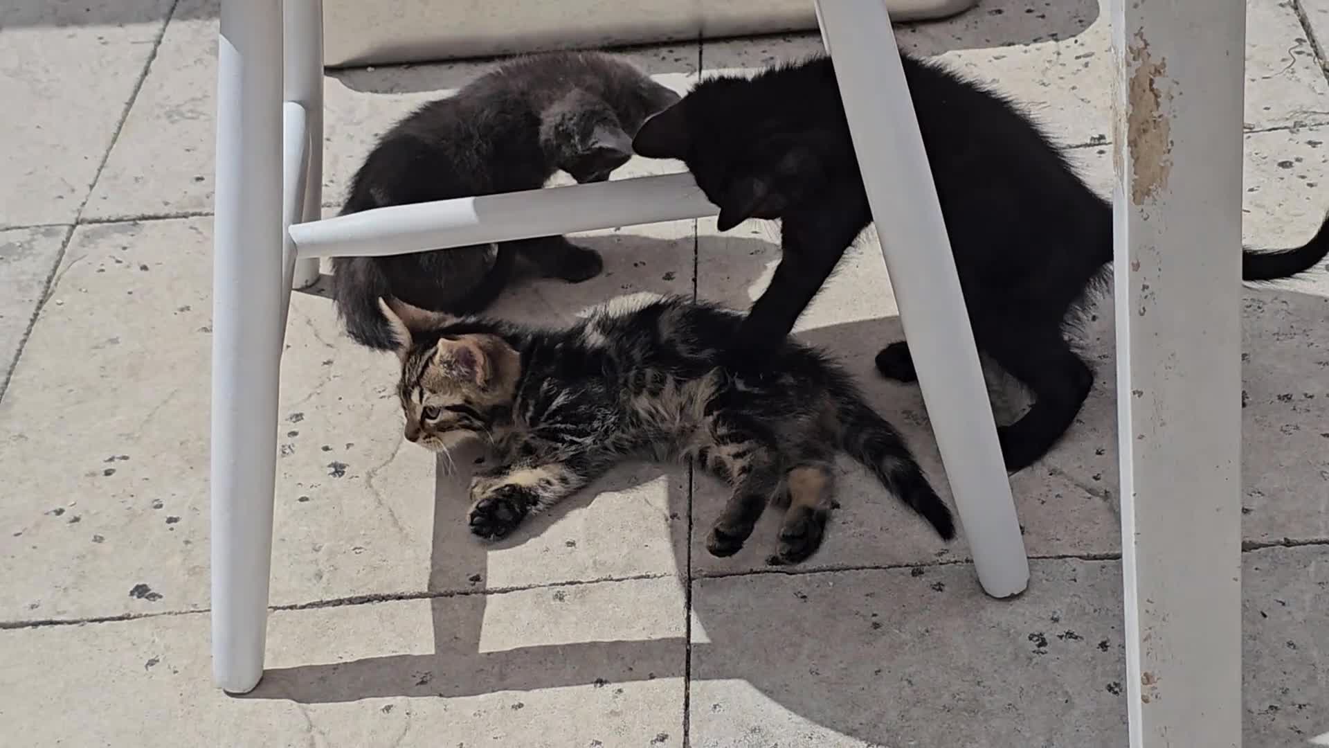 Mixed Breed cats for sale: Mixed breed kitten  - Video 1