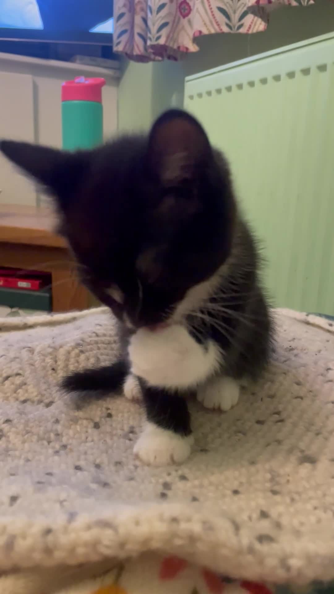 Mixed Breed cats for sale: 2 adorable kittens for sale  - Video 1