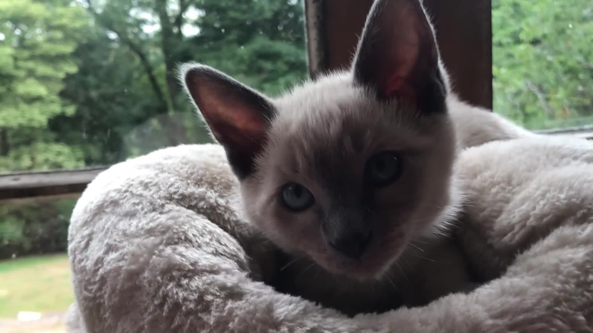 Tonkinese cats for sale: Superb Tonkdoll Kittens - Video 1