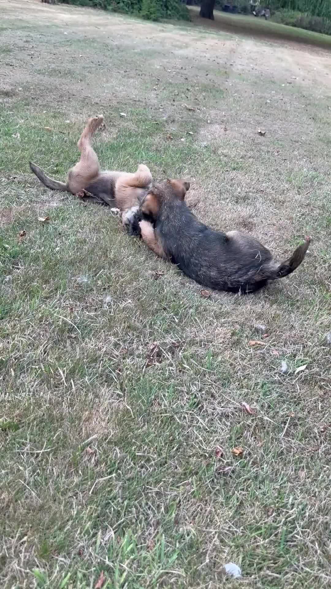 Border Terrier dogs for sale: KC Border Terriers  in Doncaster - Video 3