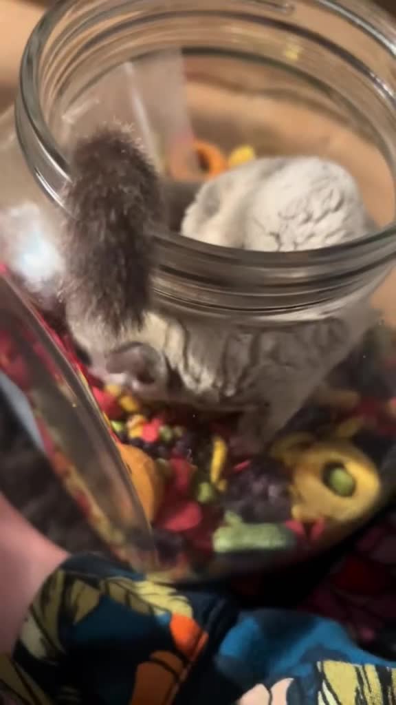 Sugar Glider rodents for sale: Sugar glider couple for sale(London) - Video 2