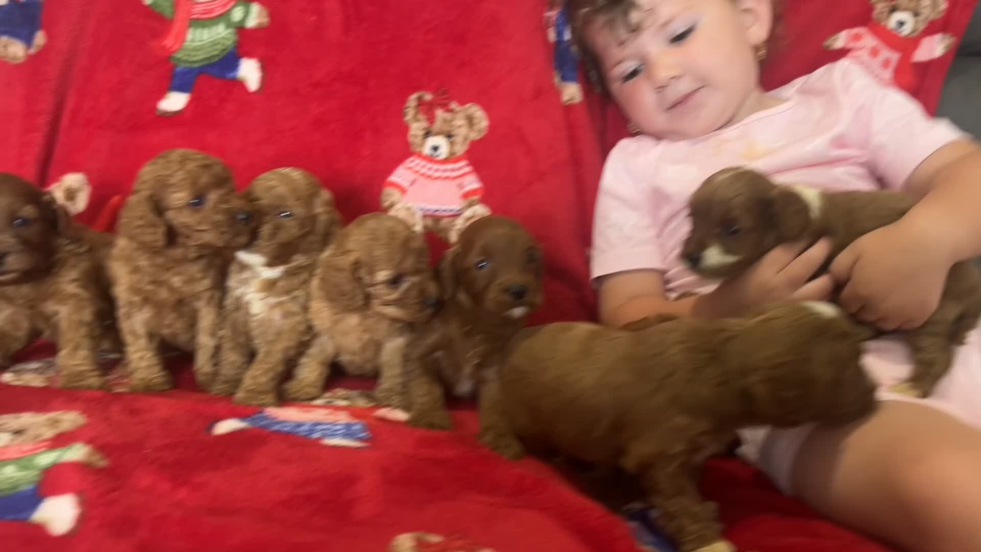 Cavapoo dogs for sale: 🐶 stunning F1B Cavapoos🐶 - Video 3