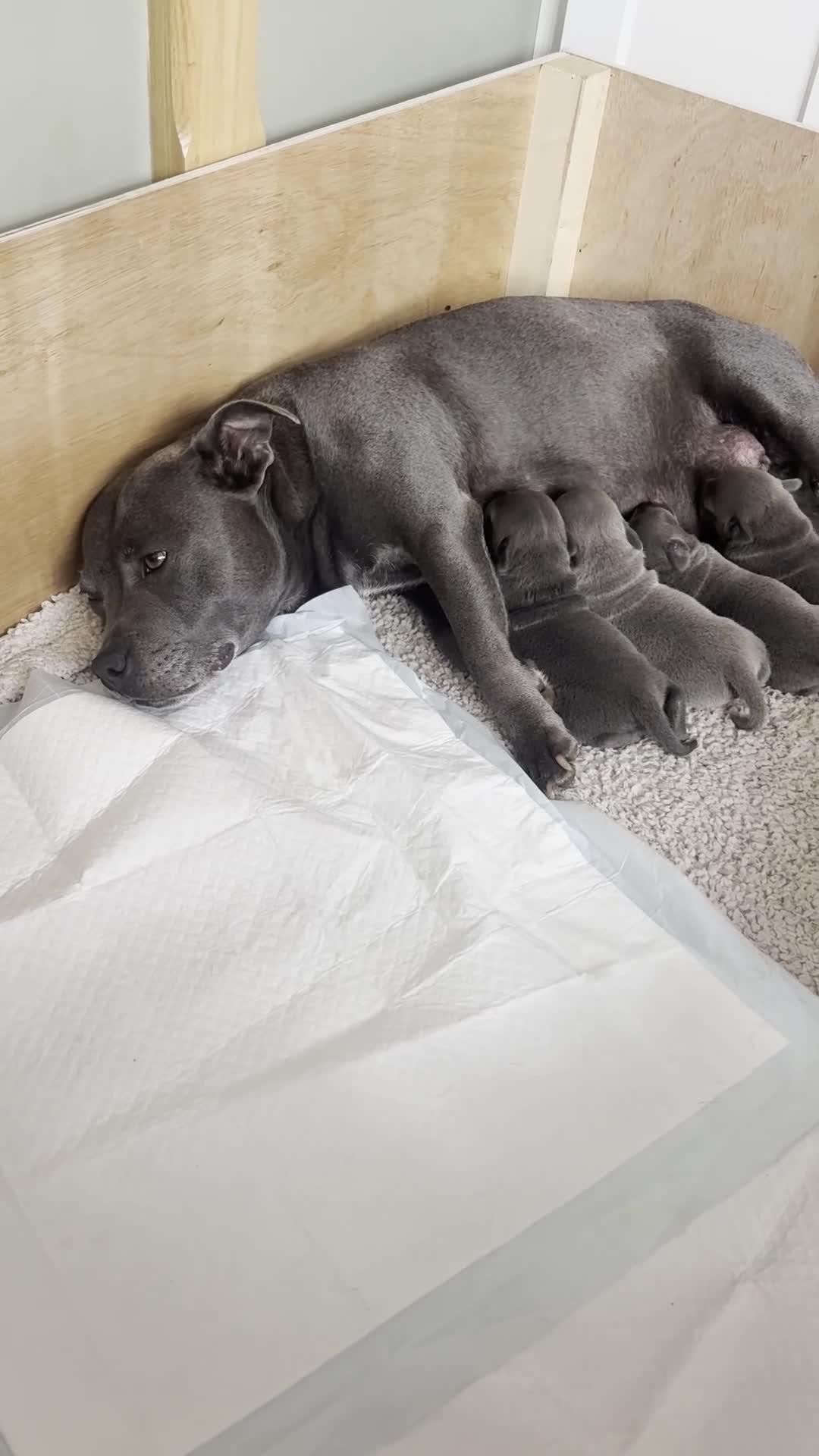 Staffordshire Bull Terrier dogs for sale: KC Registered Blue & Lilac Staffy Puppies 🐾 - Video 5