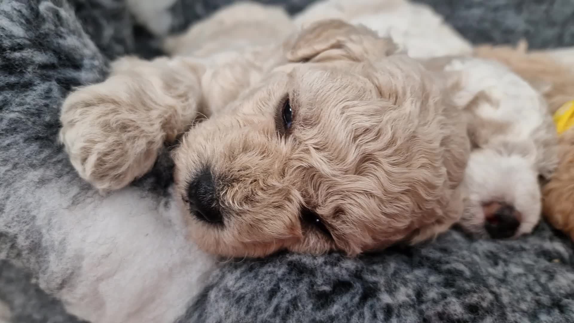 Poochon dogs for sale: Health-Tested Poochon Puppies – Ready 29th May in Carmarthen - Video 1