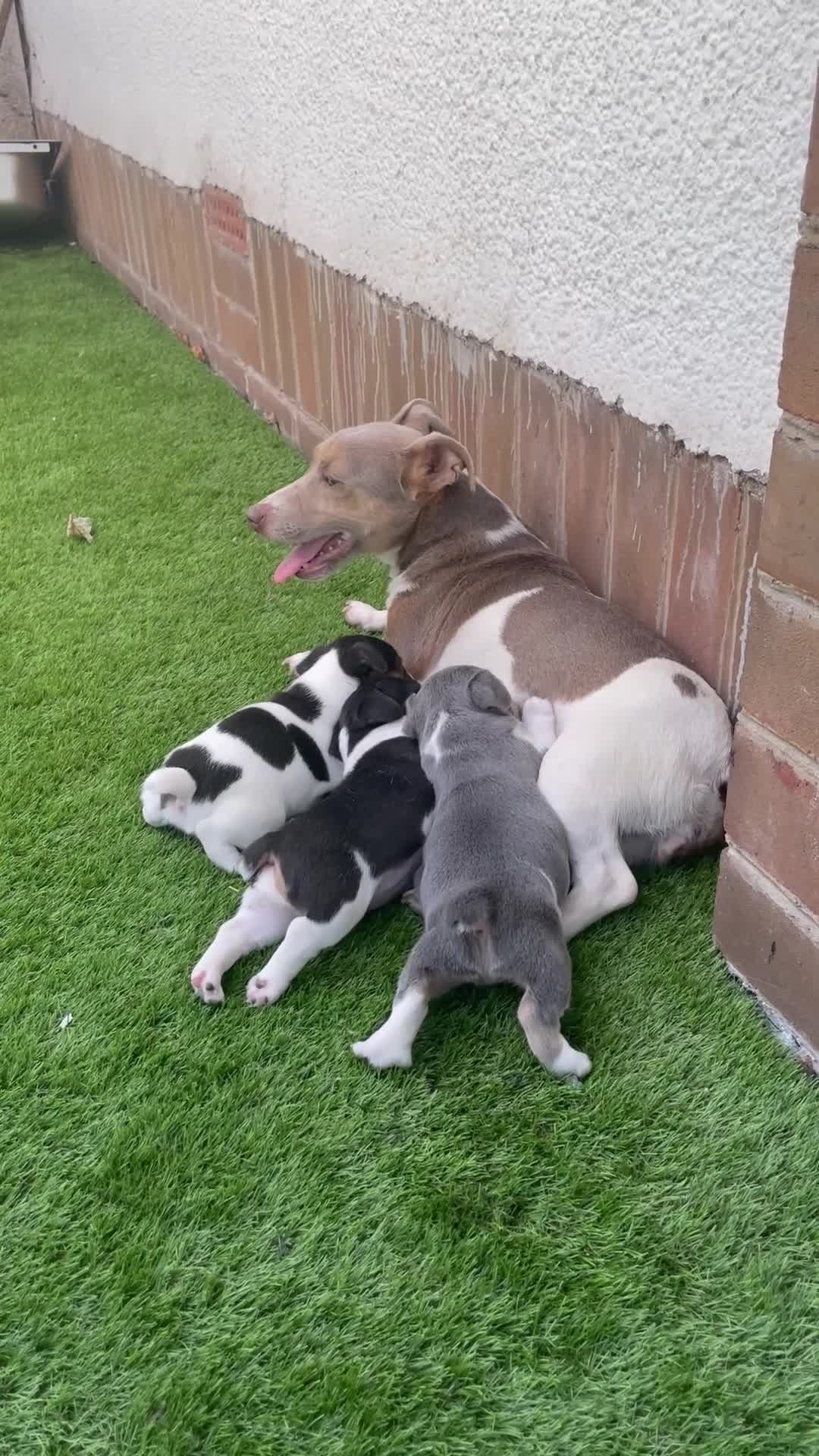 Jack Russell dogs for sale: Miniature Jack Russell puppy - Video 1