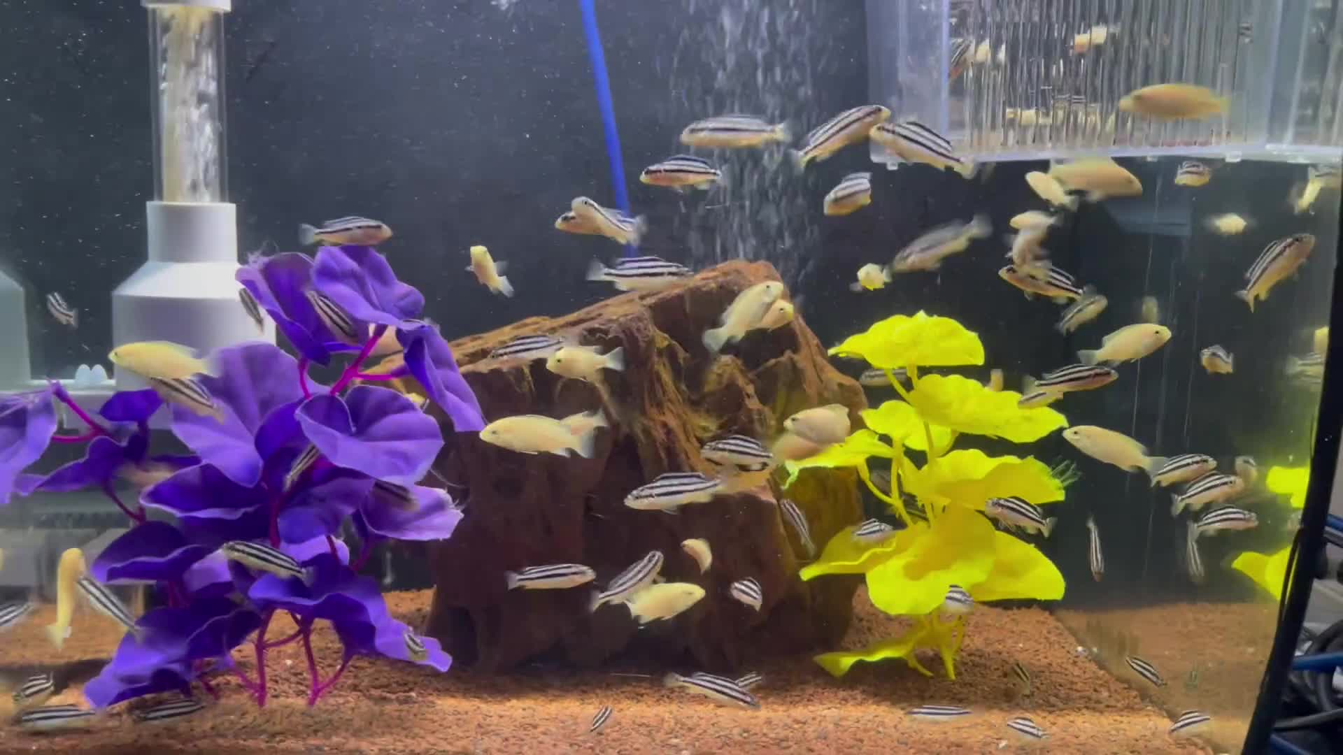 Cichlids fish for sale: african cichlids - Video 1