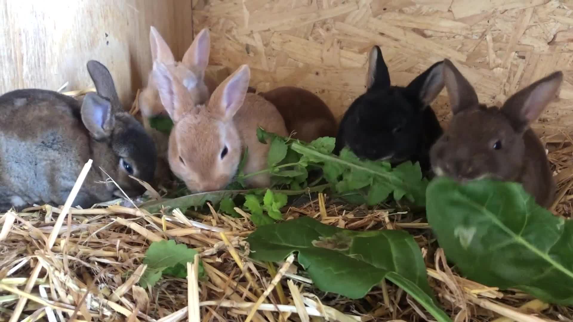 Rex rabbits for sale: Beautiful Purebred Velvet Mini Rex babies  - Video 2