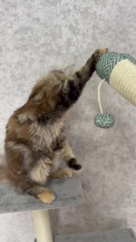 Maine Coon cats for sale: Stunning Purebred TICA Reg Maine Coon Kittens in London - Video 2