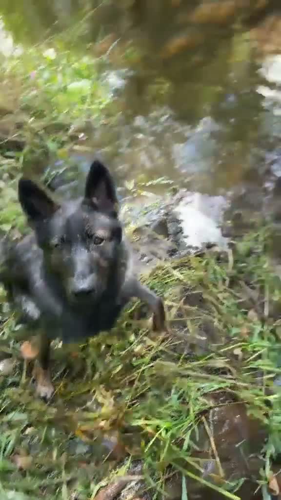 German Shepherd dogs for sale: DDR GERMAN SHEPHARD - Video 1