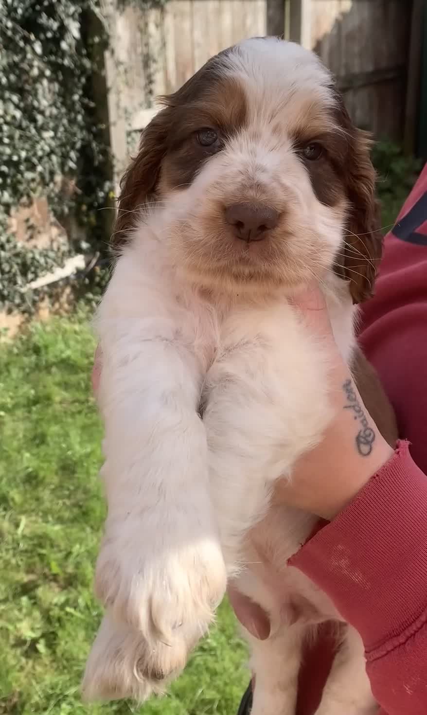 Cocker Spaniel dogs for sale: LAST 2 BOYS show x working cocker spaniels in North Shields - Video 3