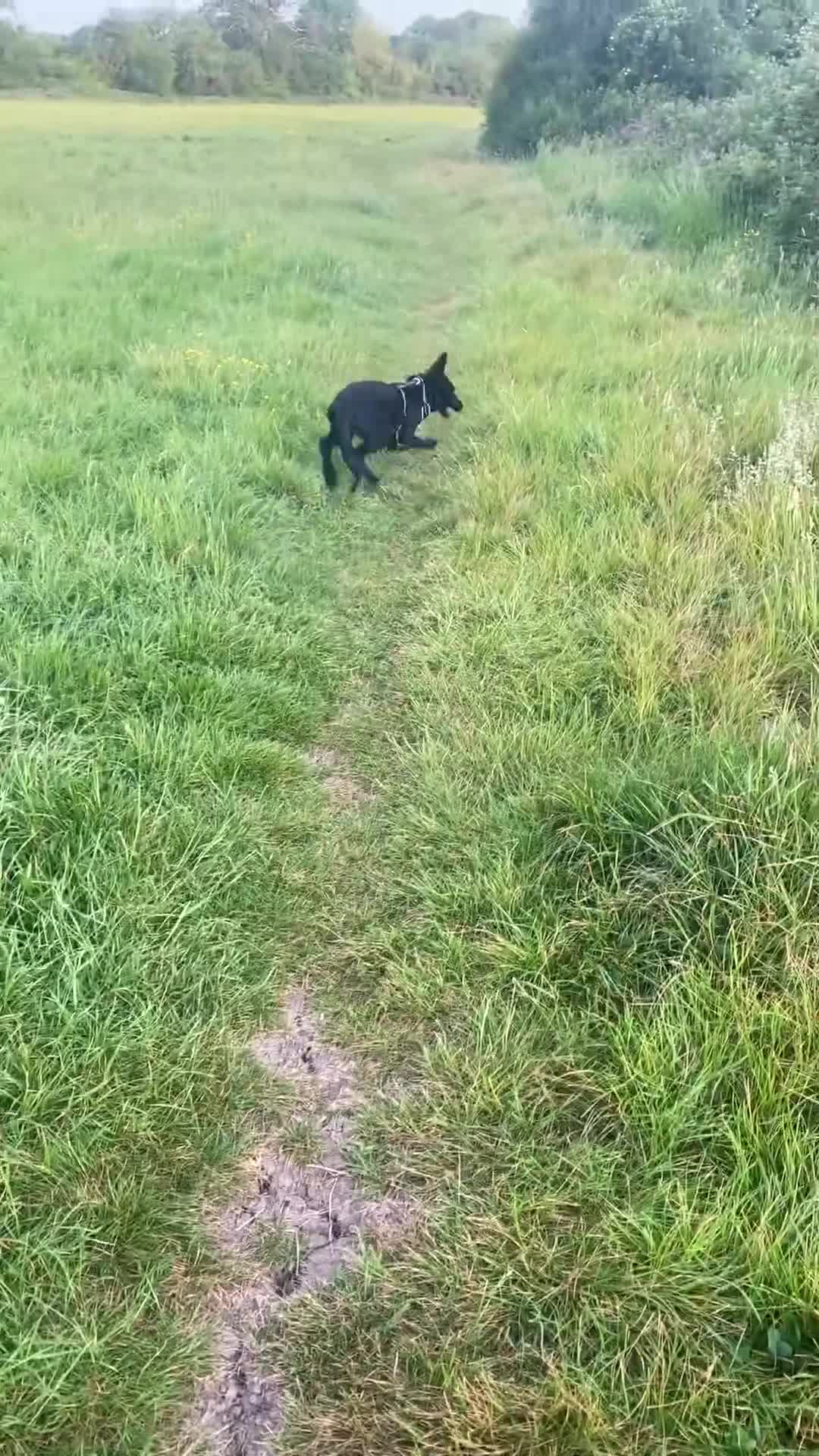 German Shepherd dogs for sale: 6 Month Old puppy for sale in Barnet - Video 1