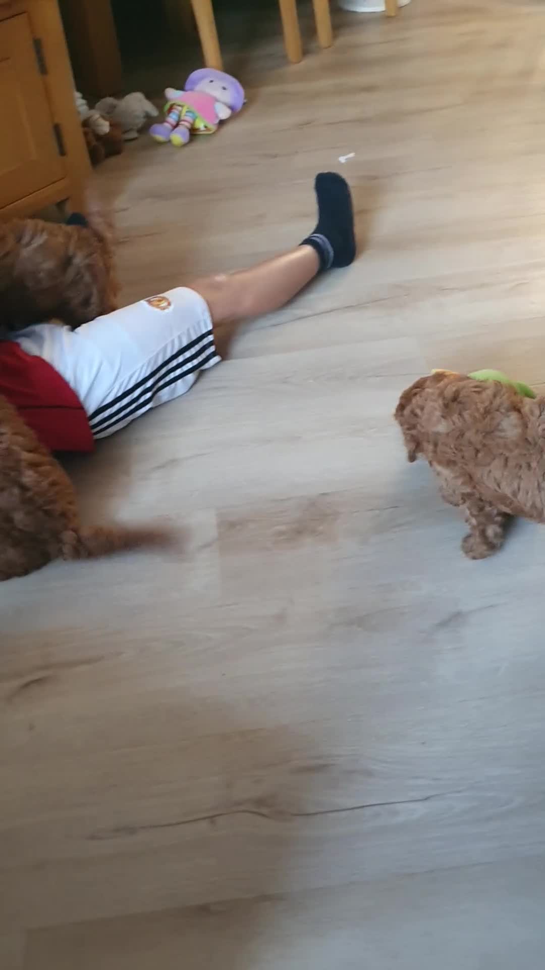 Goldendoodle dogs for sale: READY..Red F1bb miniature Goldendoodles dna clear - Video 1