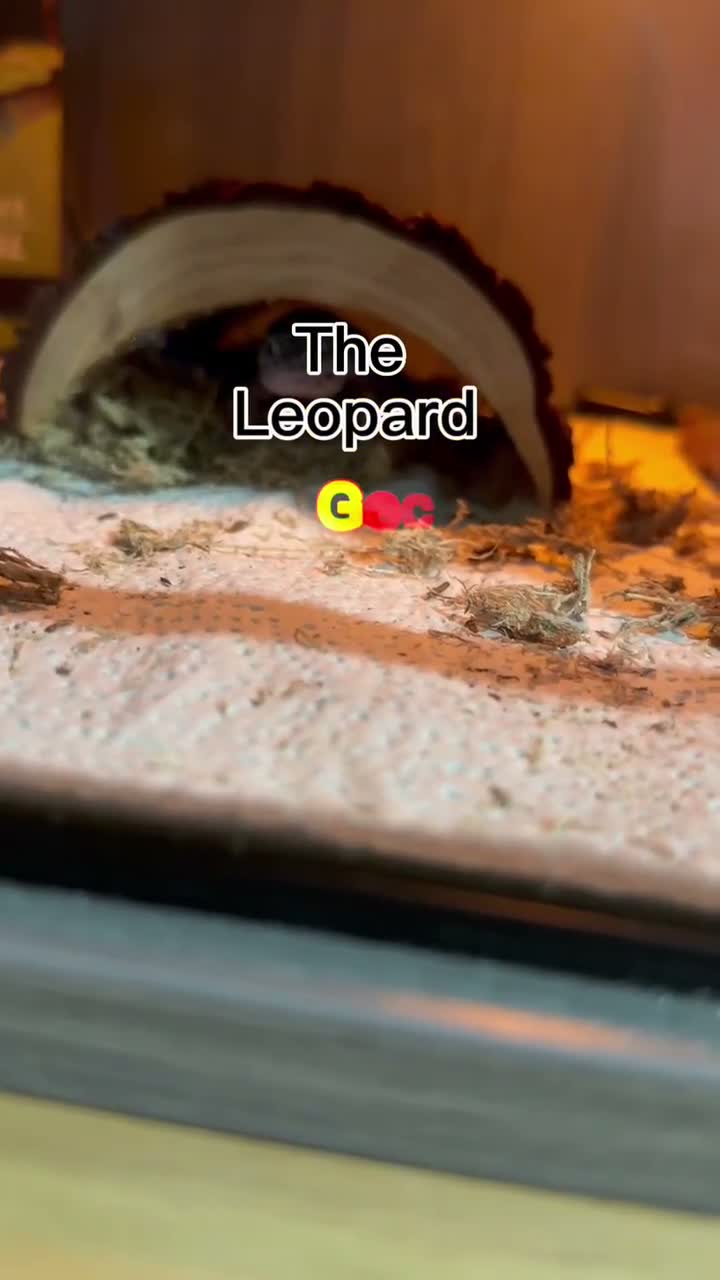 Leopard Gecko reptiles for sale: 🦎 Leopard Gecko Buddy – Looking for new home - Video 1