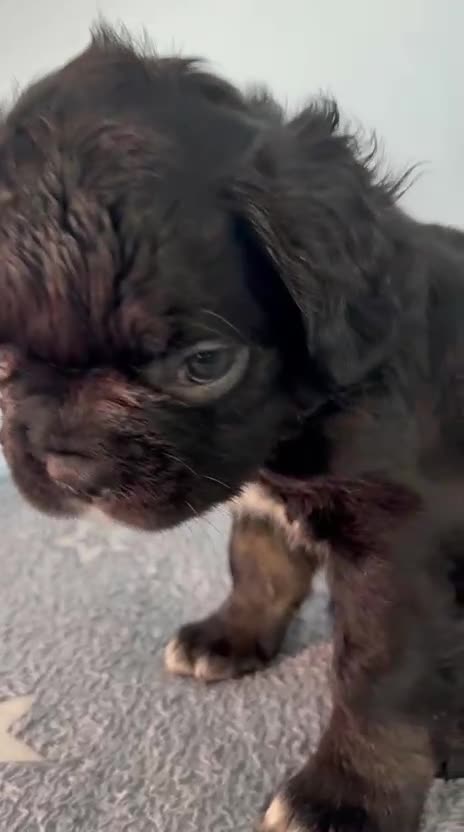 French Bulldog dogs for sale: Visual Fluffy and pink carrier puppies! - Video 3