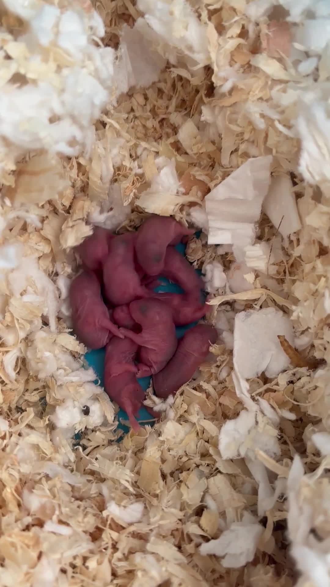 Hamster rodents for sale: Russian dwarf hamsters in Nottingham - Video 1