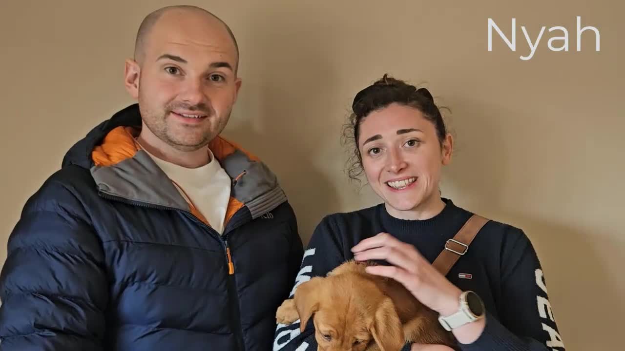 Labrador Retriever dogs for sale: Red Fox Labs : Health Checked-KC Reg-FTCH Pedigree - Video 1