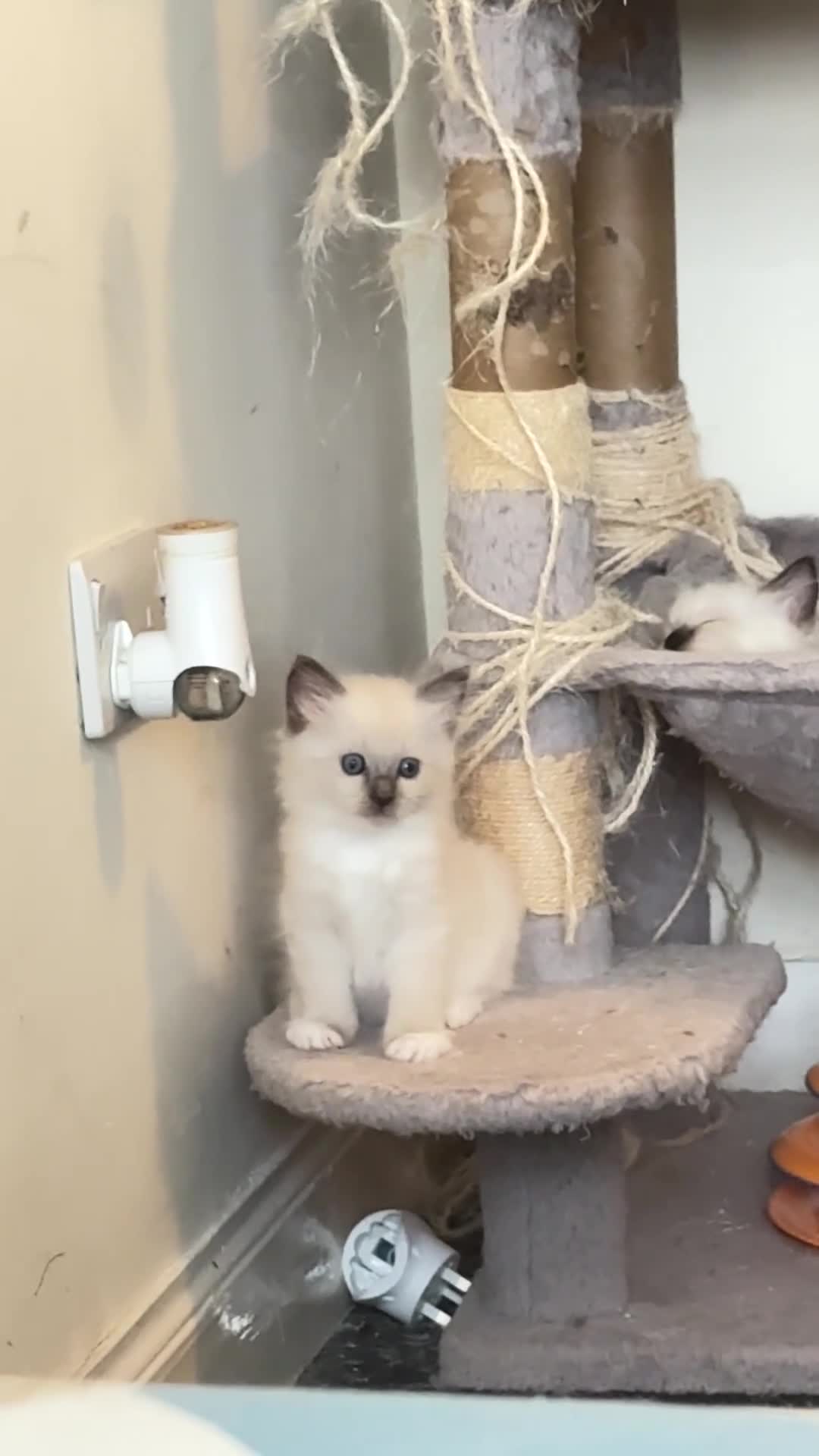Ragdoll cats for sale: 3 Lovely Kittens Looking for Forever Homes - Video 1
