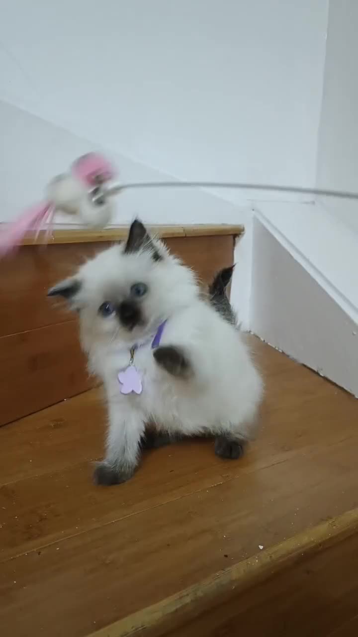 Ragdoll cats for sale: 8 beautiful Ragdoll cats - Video 3