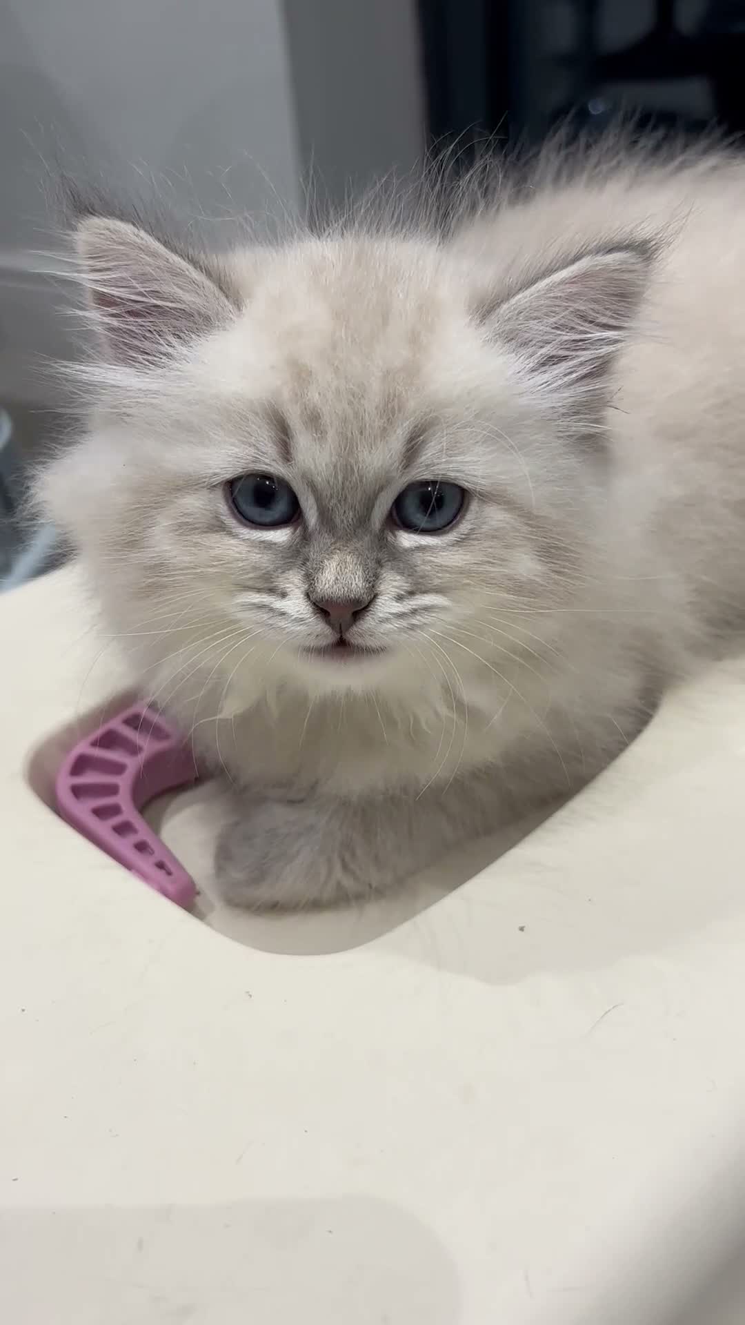 Siberian cats for sale: Registered Siberian kitttens - Video 1