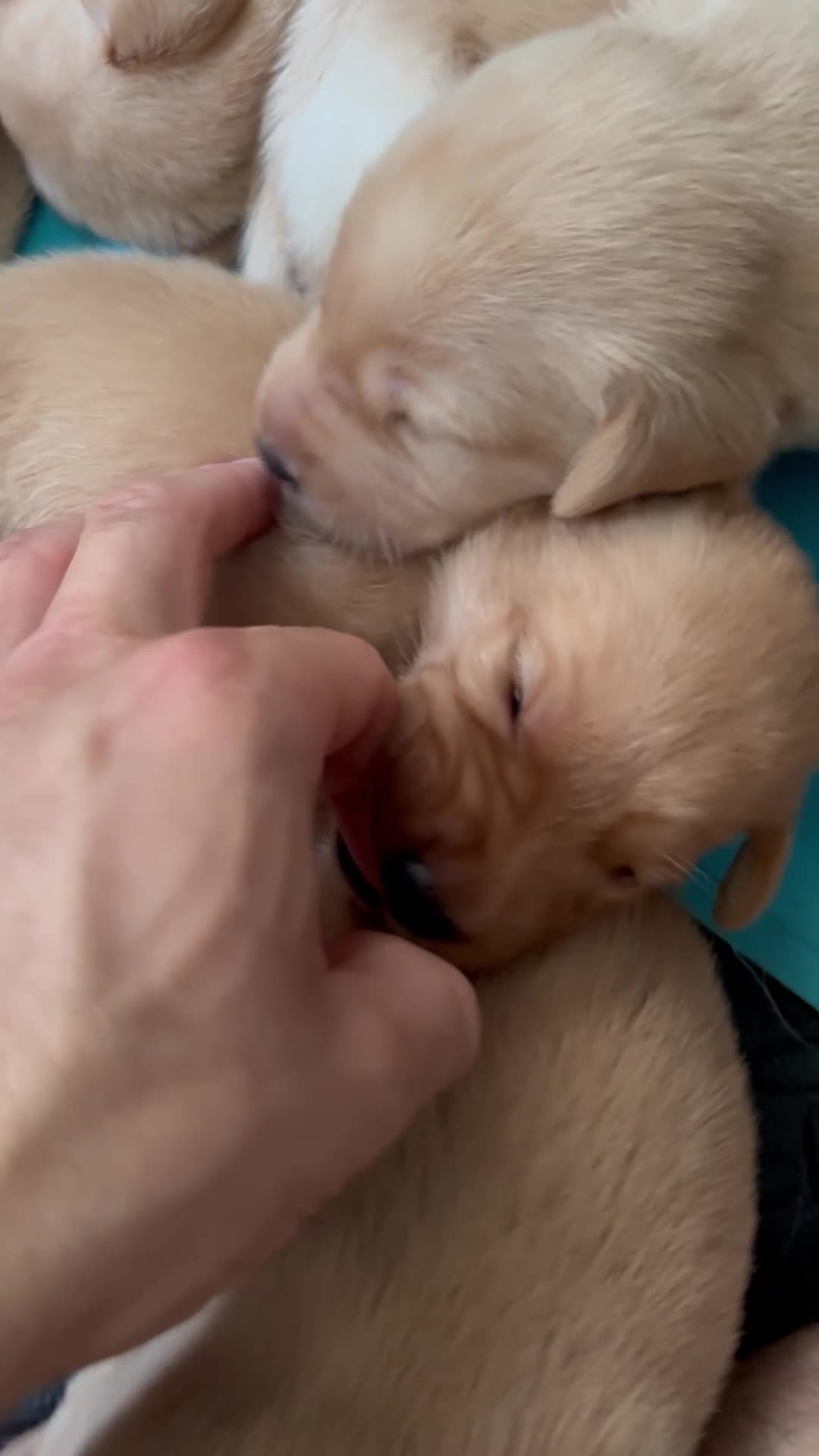 Labrador Retriever dogs for sale: Labrador retriever puppies for sale  - Video 2