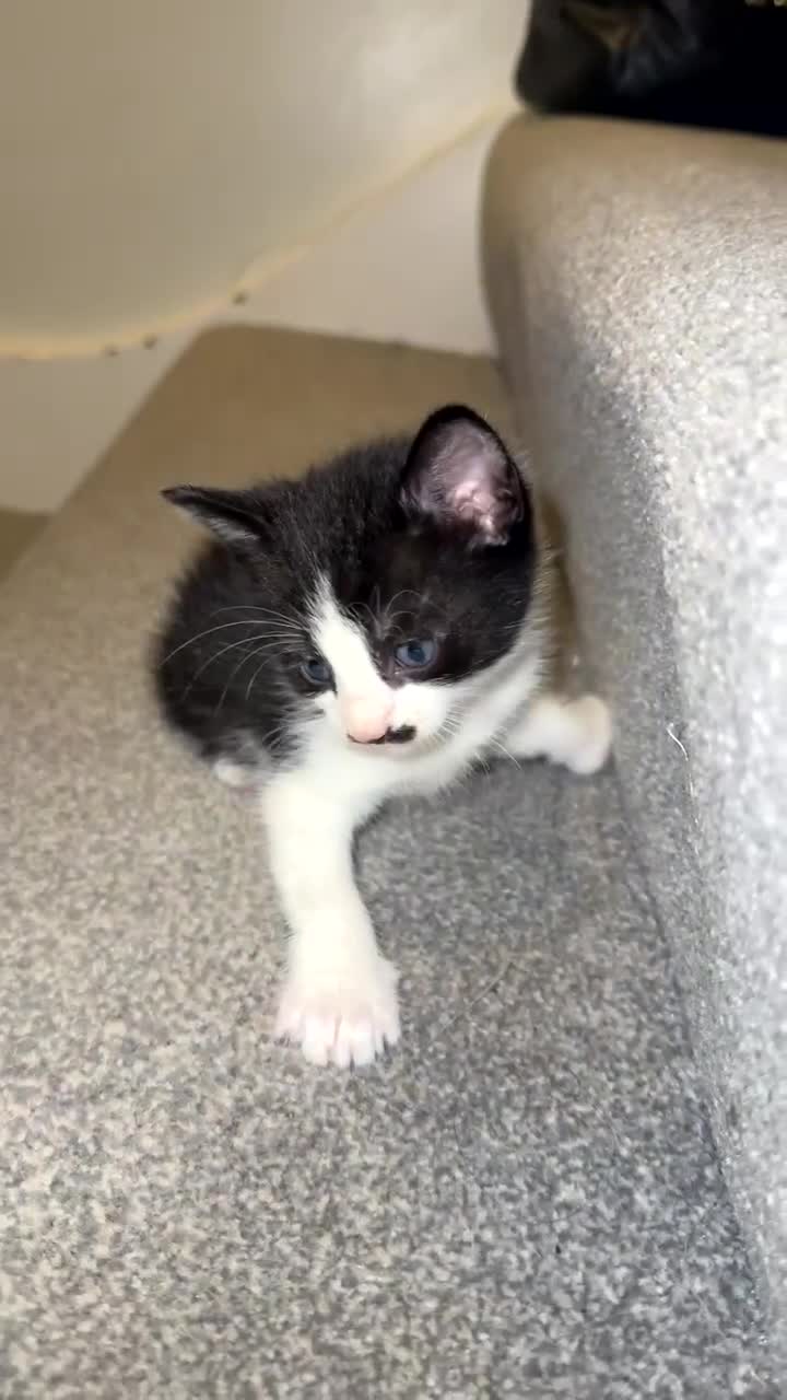 Mixed Breed cats for sale: Black and white mixed breed kitten - Video 2