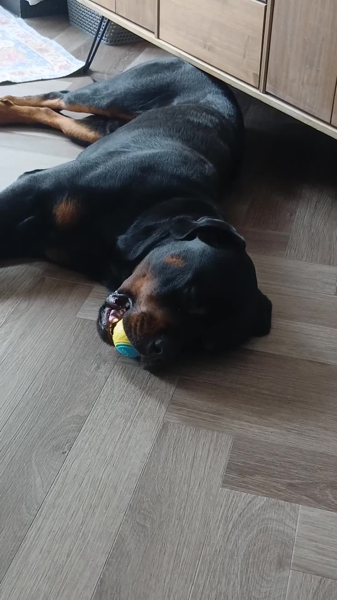Rottweiler dogs for sale: 2 year old Rottweiler male, Rambo - Video 1