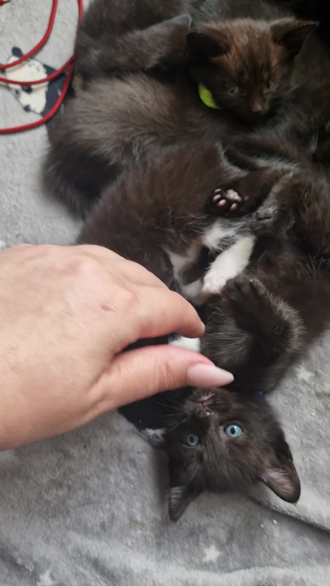 Mixed Breed cats for sale: 5 black/ black and white kittens - Video 1