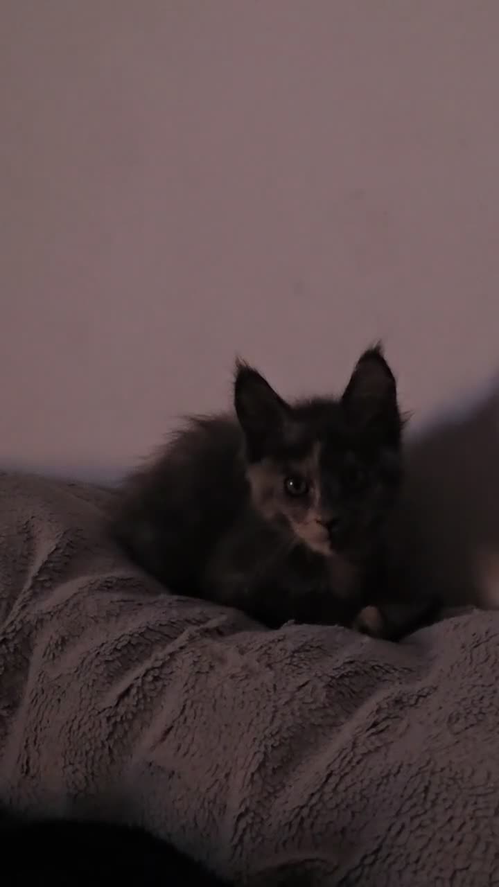 Maine Coon cats for sale: Maine Coon Kitten in Greenford - Video 1