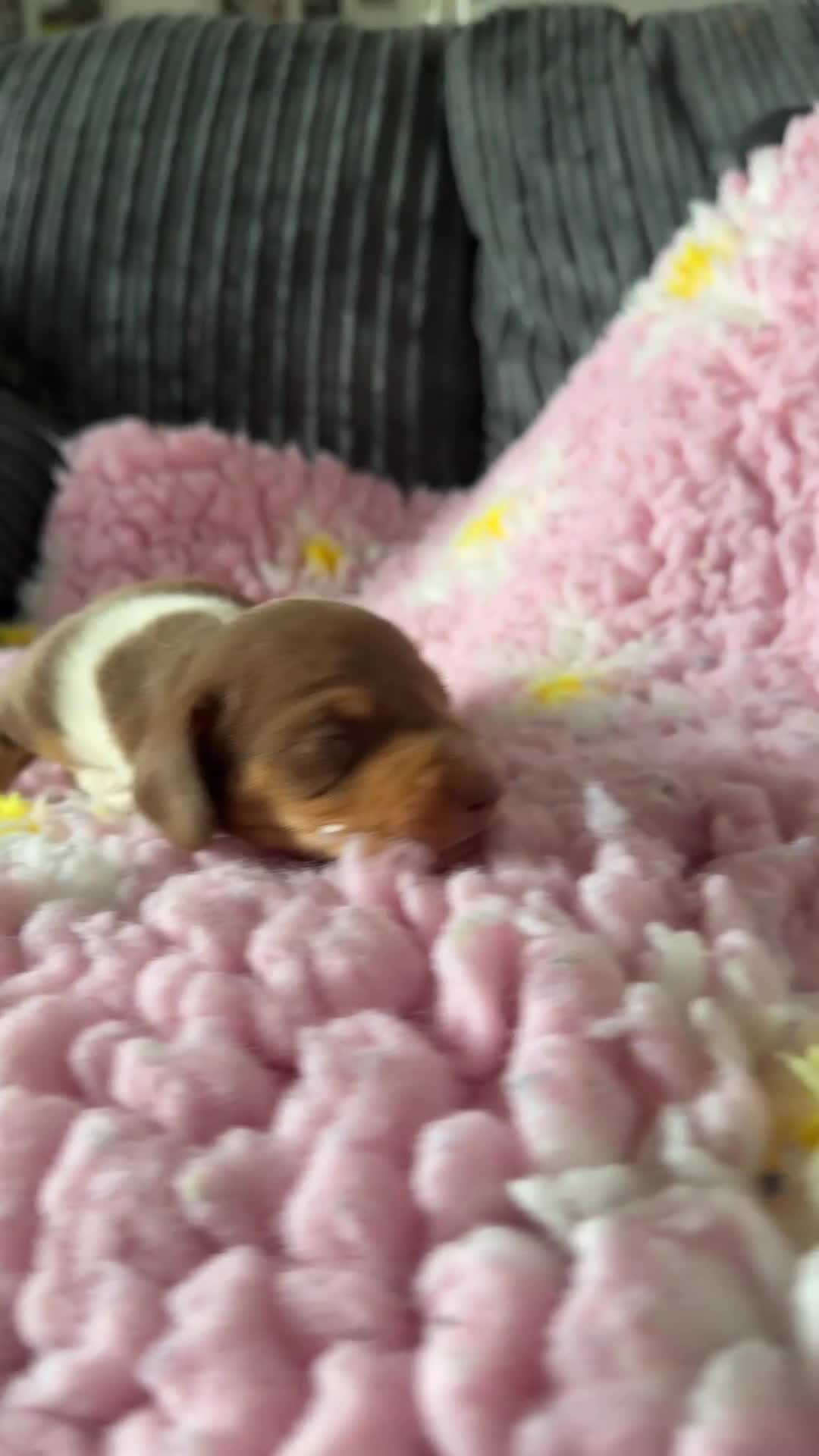 Dachshund dogs for sale: Puppies  - Video 1