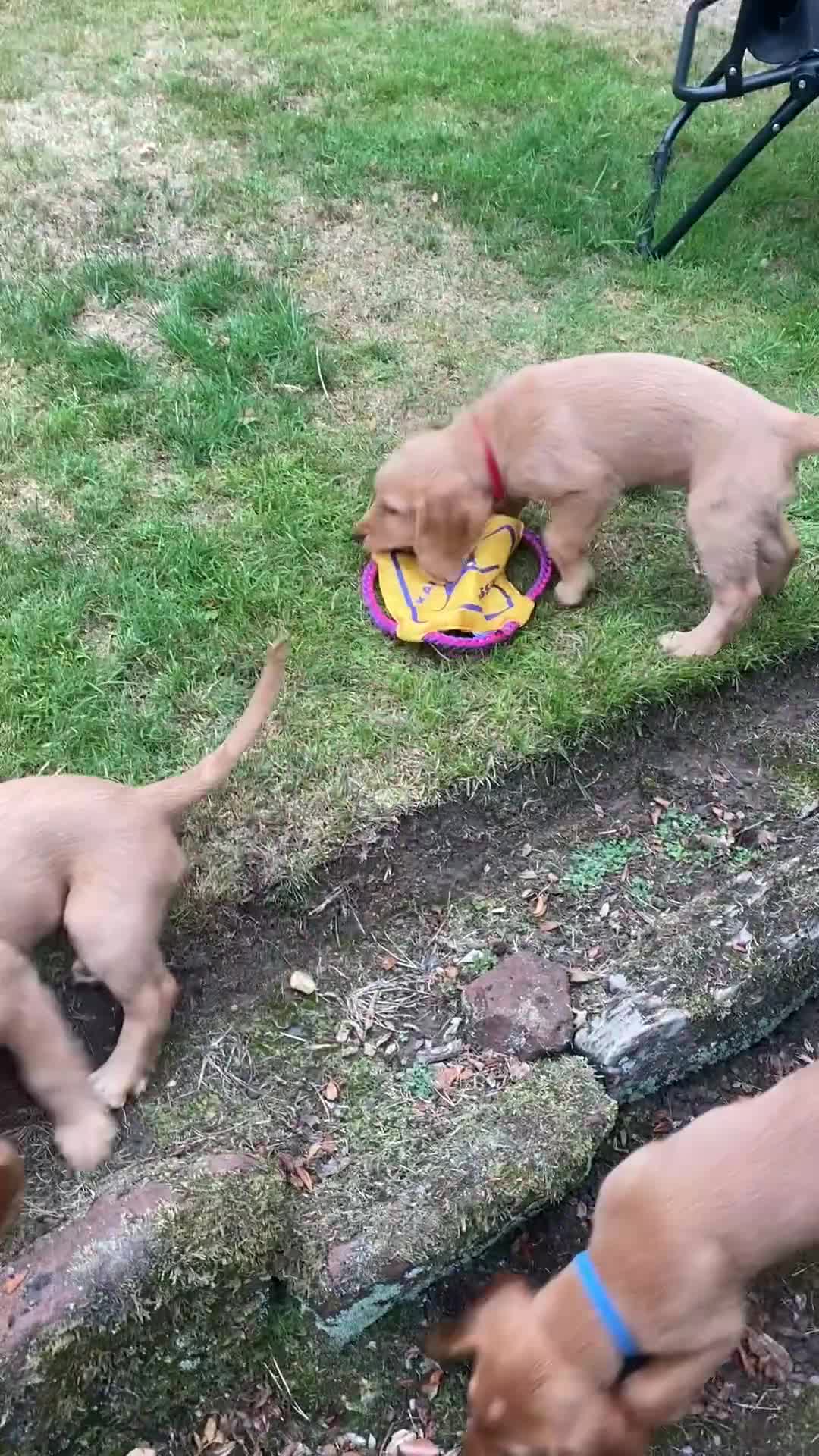 Cocker Spaniel dogs for sale: Stunning Working Cocker Spaniel Puppies - Video 2