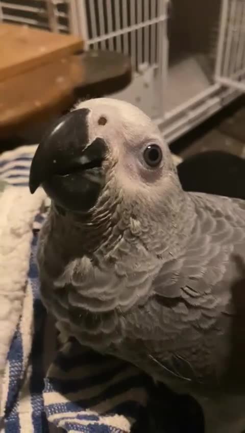 Parrots birds for sale: African grey 15 weeks old just weaning  - Video 3