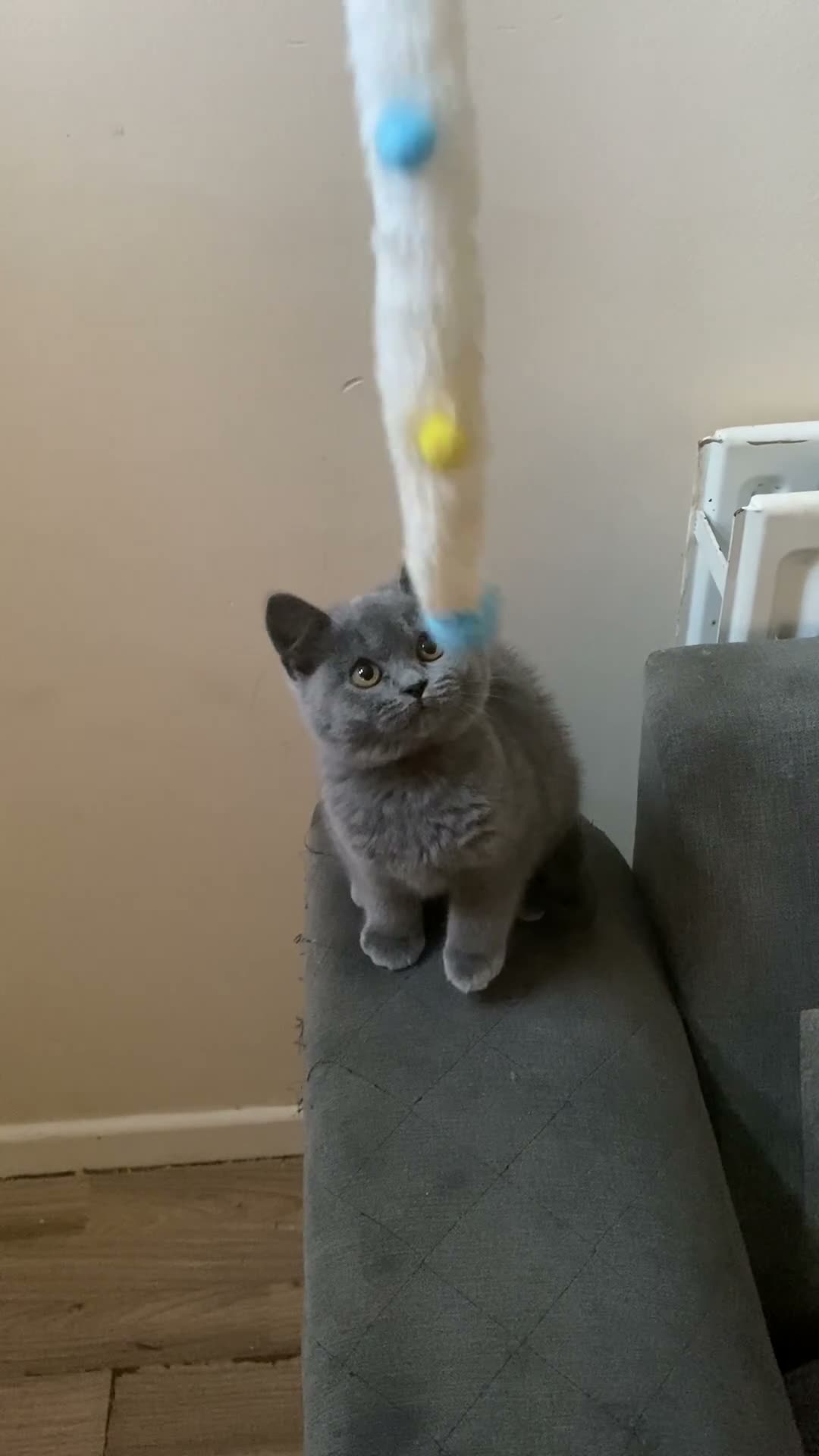 British Shorthair cats for sale: Stunning Blue & Black GCCF Kittens - Video 2