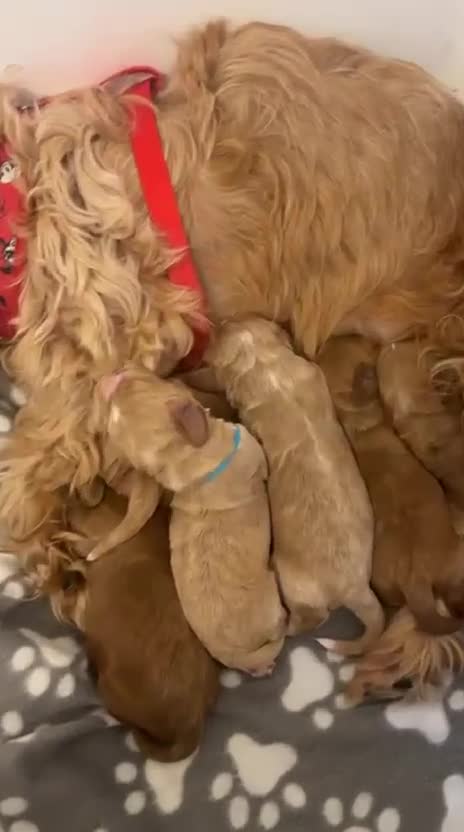 Cockapoo dogs for sale: 2 boys Cockapoo  - Video 1