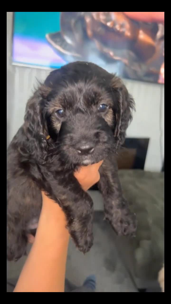 Cockapoo dogs for sale: Cockapoo puppies looking for forever homes  in Sunderland - Video 3