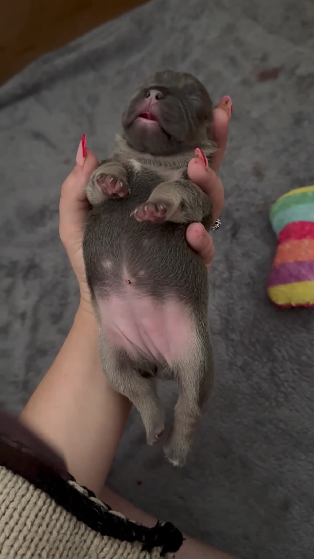 French Bulldog dogs for sale: French bull dog puppies looking for forever homes  - Video 1