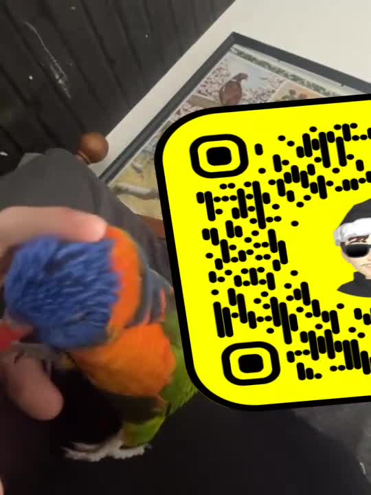 Lorikeets birds for sale: 🩵reo🩵 - Video 3