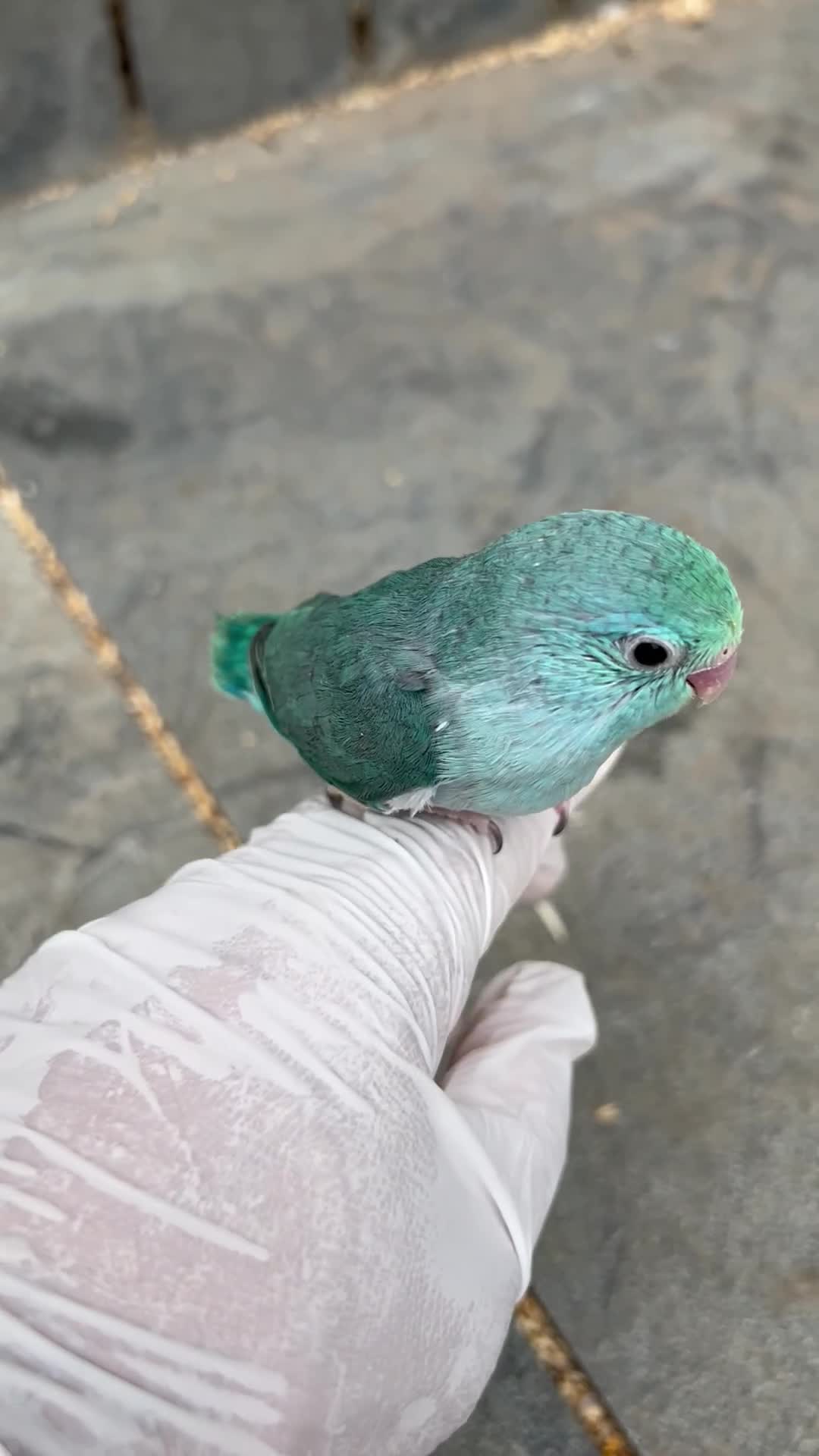 Mixed Breed birds for sale: All types Bird Avery clearance.  - Video 5