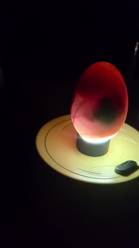 Ducks poultry for sale: Beautifully call duck hatching eggs for sale - Video 1