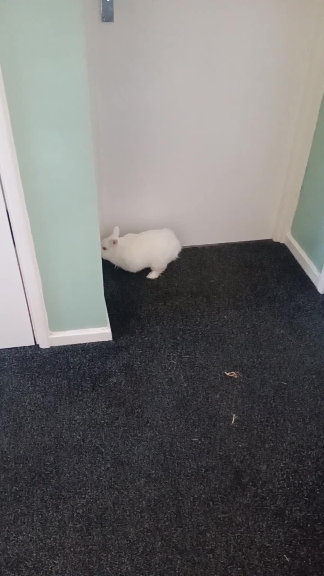 Netherland Dwarf rabbits for sale: 2 Male Netherland dwarf rabbit's. in Northampton - Video 1