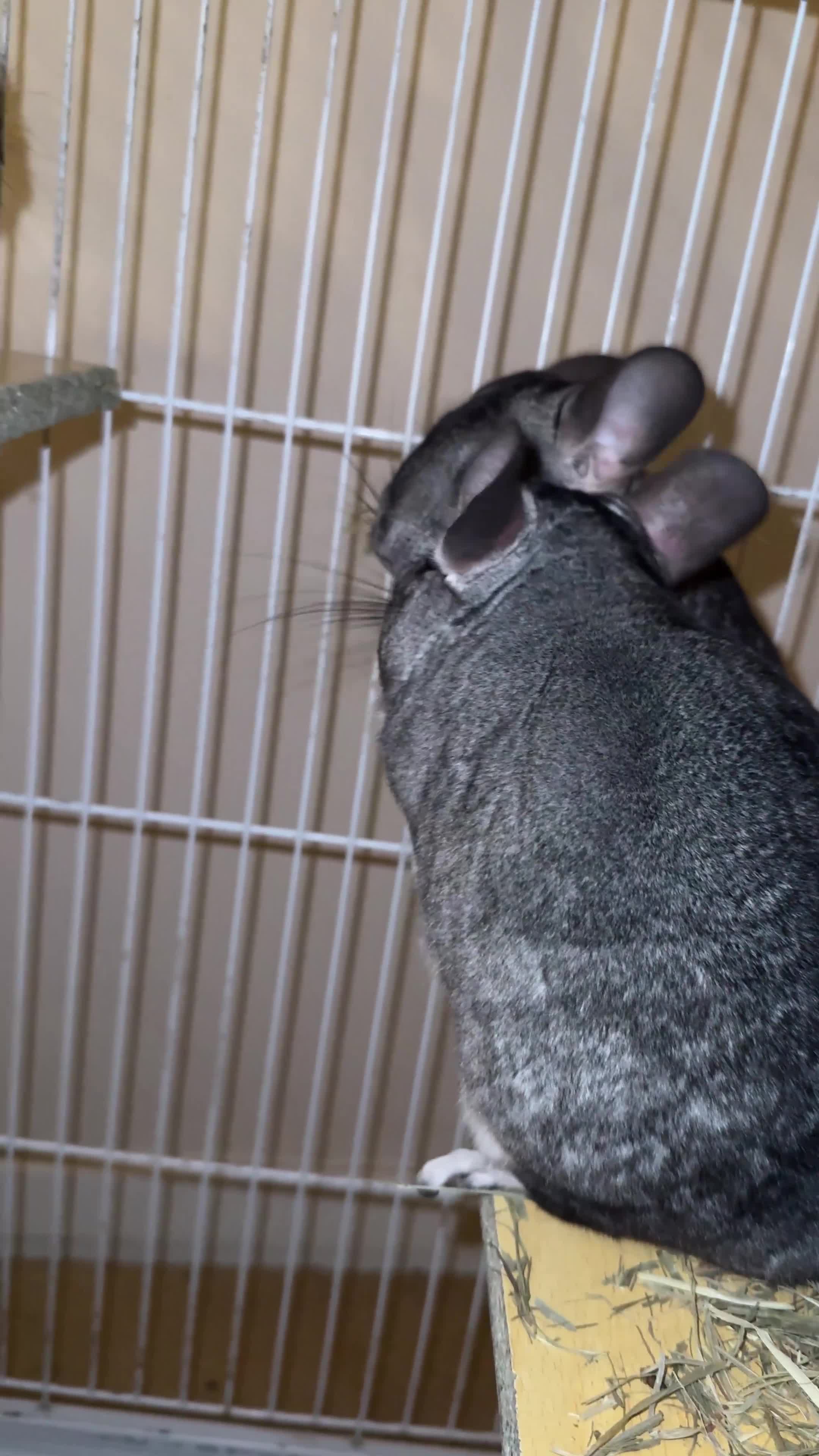 Chinchilla rodents for sale: 4 Female Chinchilla for sale  - Video 2