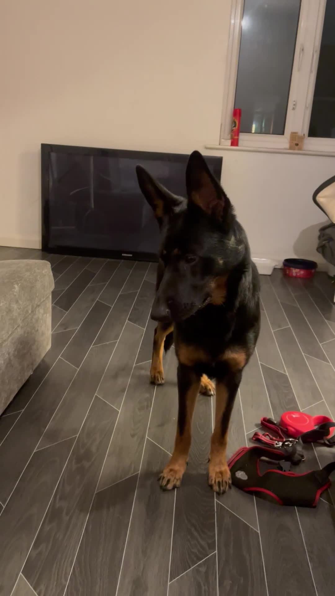 German Shepherd dogs for sale: German shepherd  - Video 2