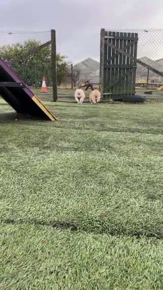 Pomeranian dogs for stud: KC FCI Pomeranian for stud  in Bathgate - Video 1