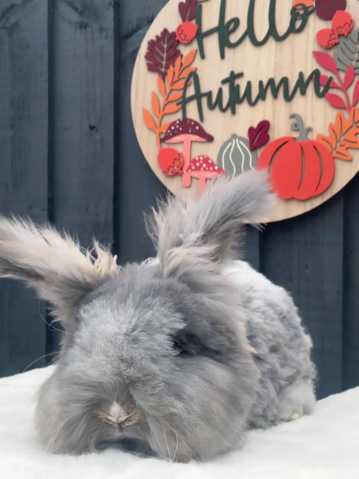 Angora rabbits for sale: Angora max faced bunny  - Video 1