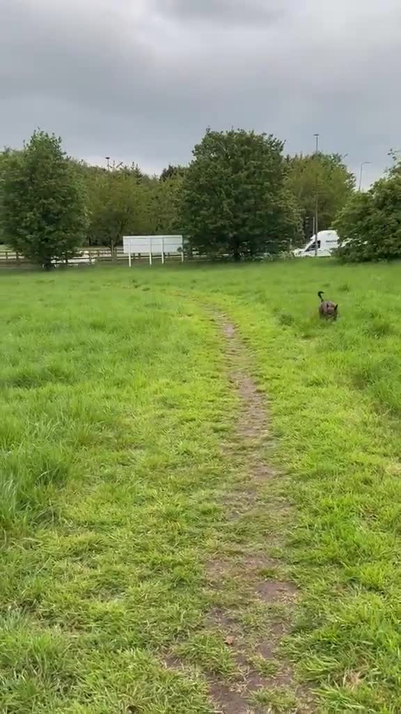 Mixed Breed dogs for sale: Staffy Shar Pei Cross looking for his forever home - Video 1