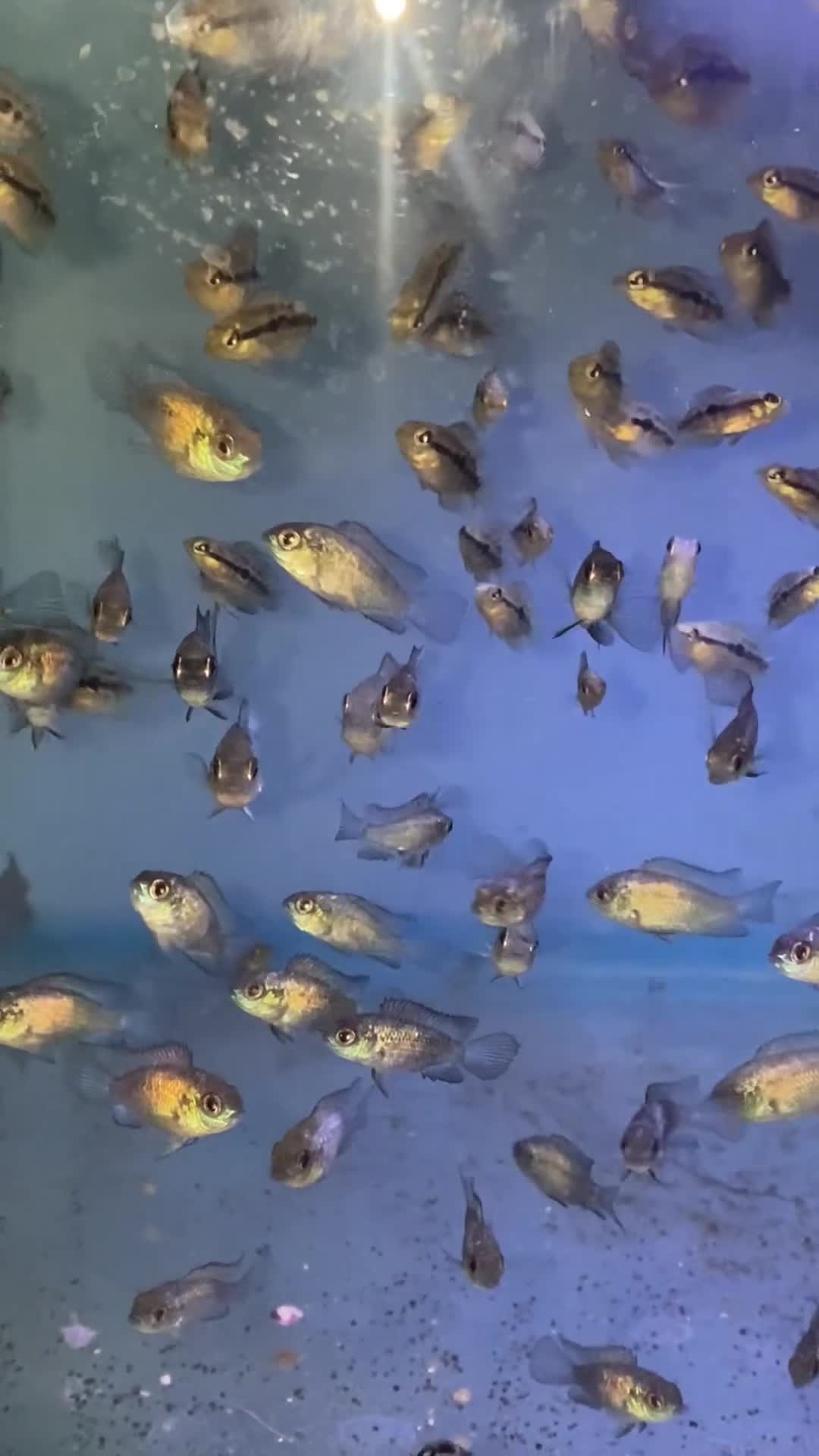 Other/Mixed Breed fish for sale: Different species available  - Video 2
