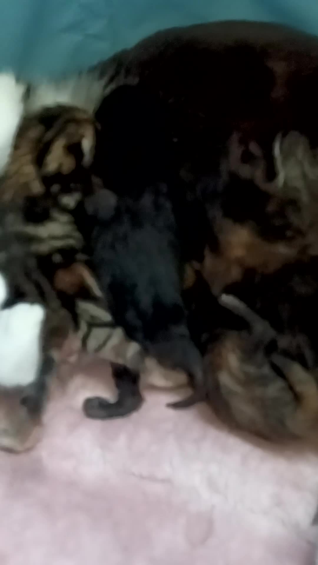 Domestic Shorthair cats for sale: Stunning kittens for sale - Video 5